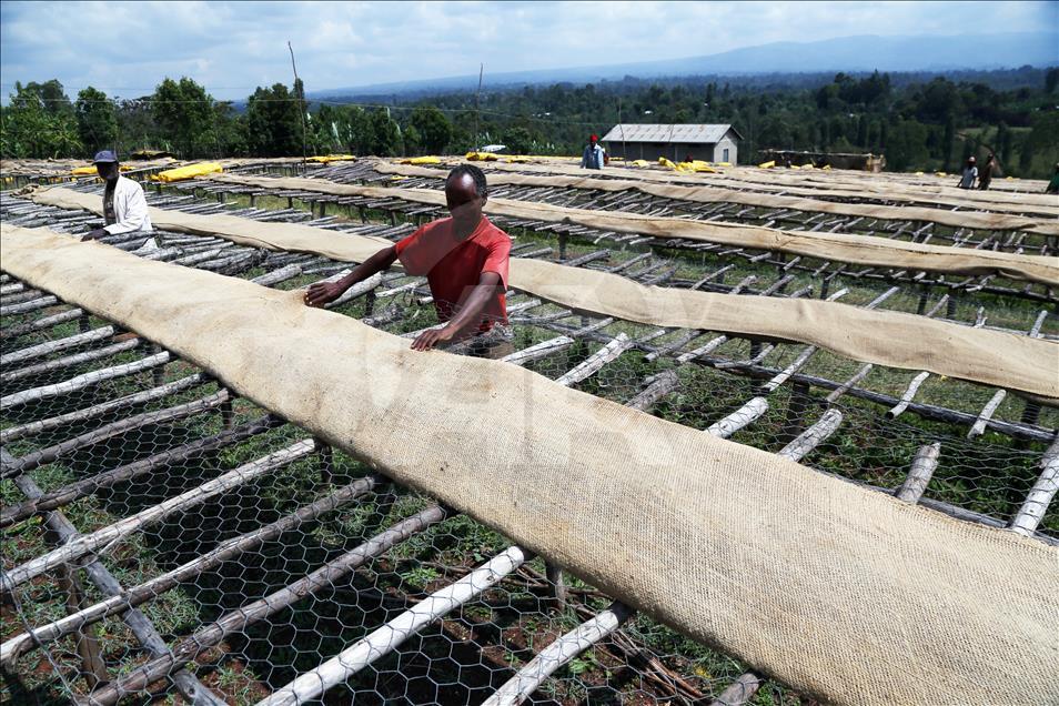 Coffee farm in Ethiopia