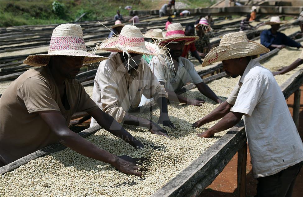 Coffee farm in Ethiopia