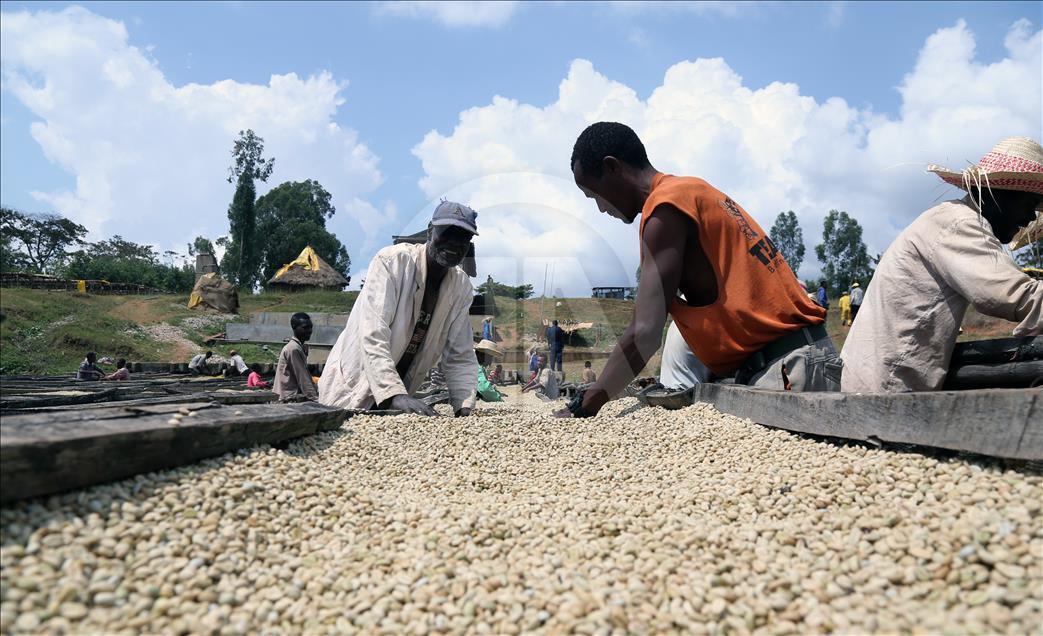 Coffee farm in Ethiopia