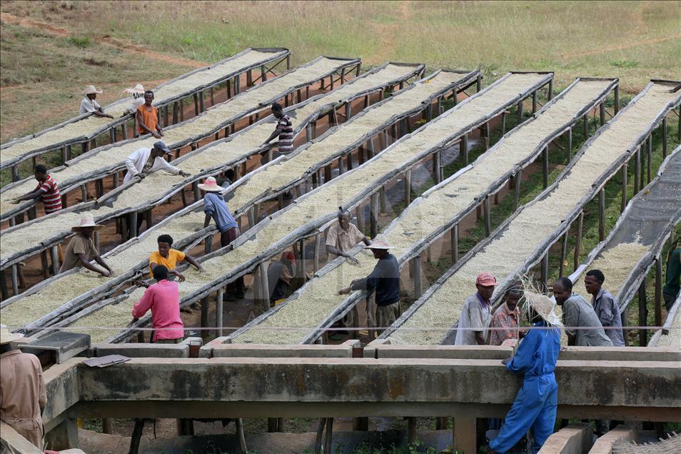 Coffee farm in Ethiopia