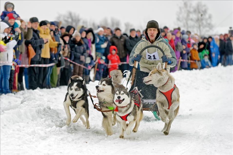 Ukrayna'da kızaklı köpek yarışı