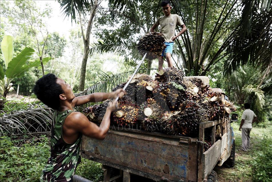 Palmino ulje: Zdrava namirnica zbog koje se svakodnevno uništavaju šumske površine  