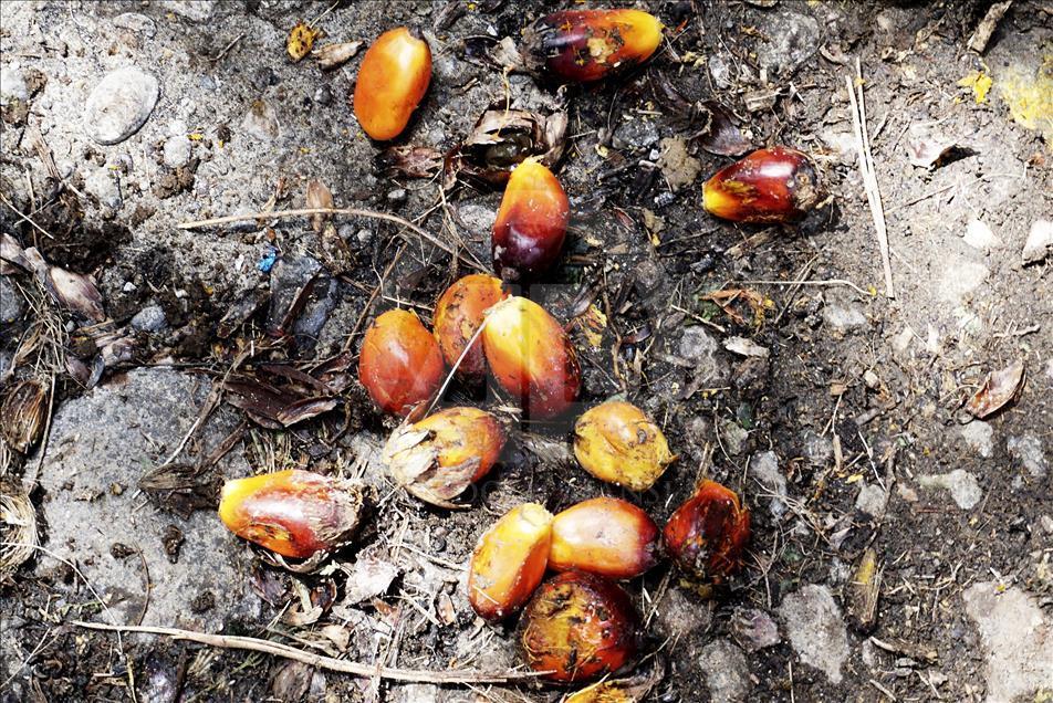 Palmino ulje: Zdrava namirnica zbog koje se svakodnevno uništavaju šumske površine  