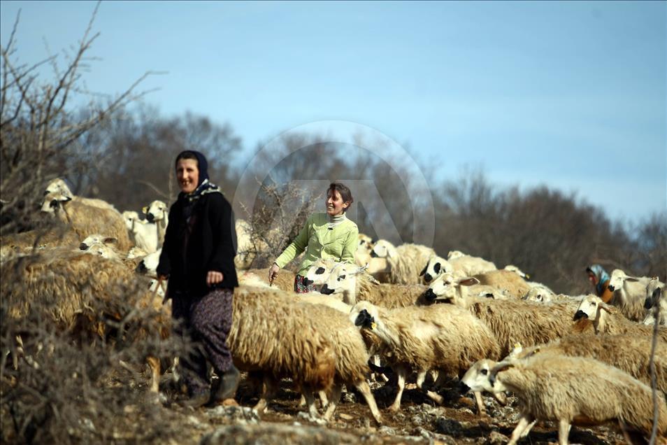 Kadın çobanın ekmek kavgası