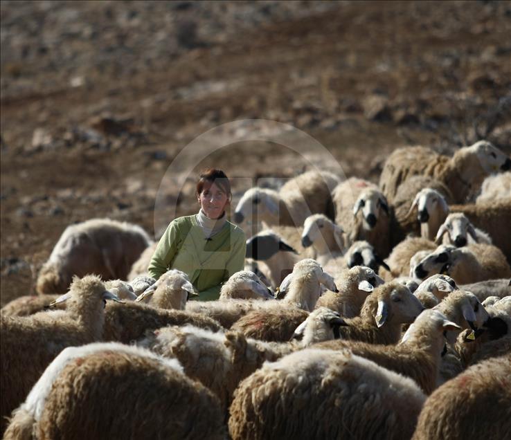 Kadın çobanın ekmek kavgası