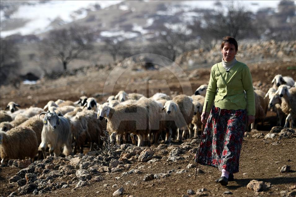 Kadın çobanın ekmek kavgası