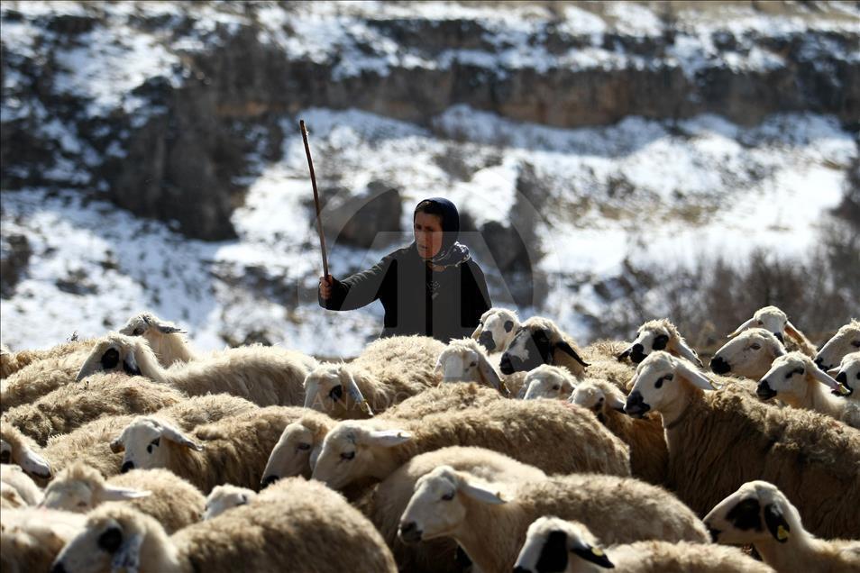 Kadın çobanın ekmek kavgası