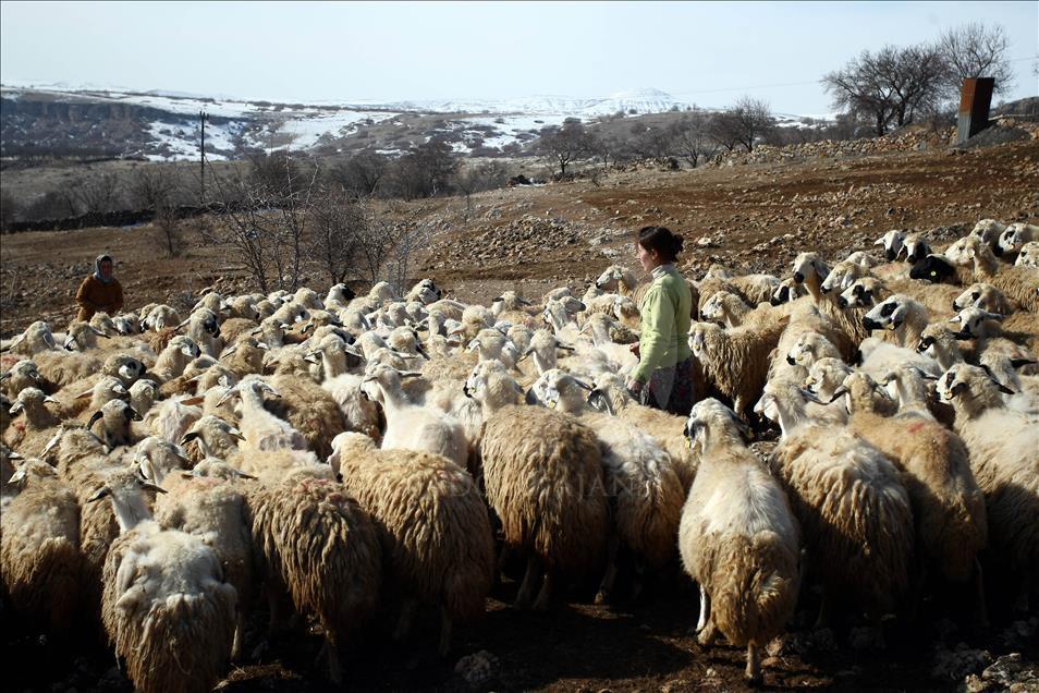 Kadın çobanın ekmek kavgası