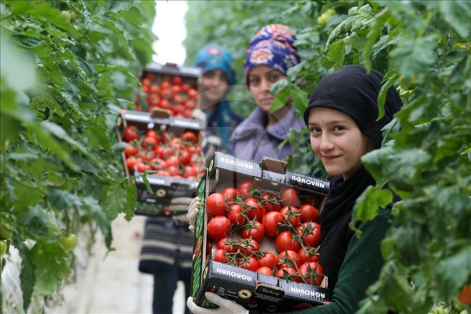 Eksi 40 derecede üretilen domatesler ihraç edilecek