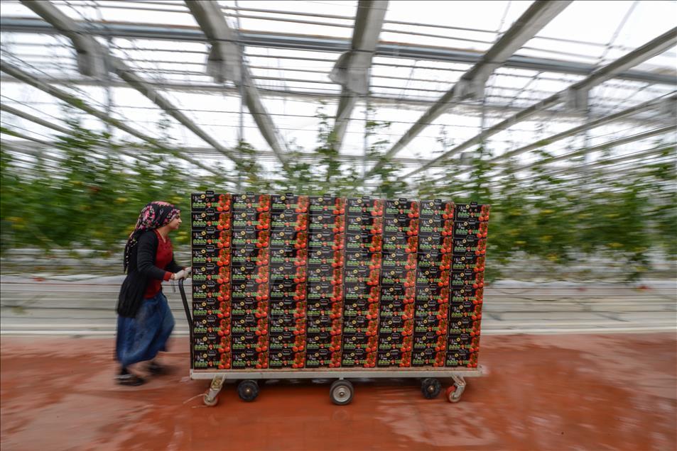Eksi 40 derecede üretilen domatesler ihraç edilecek