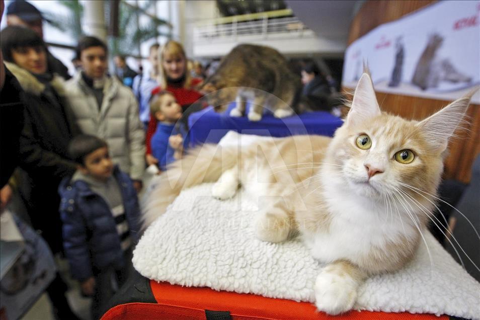 Cat Show in Kiev

