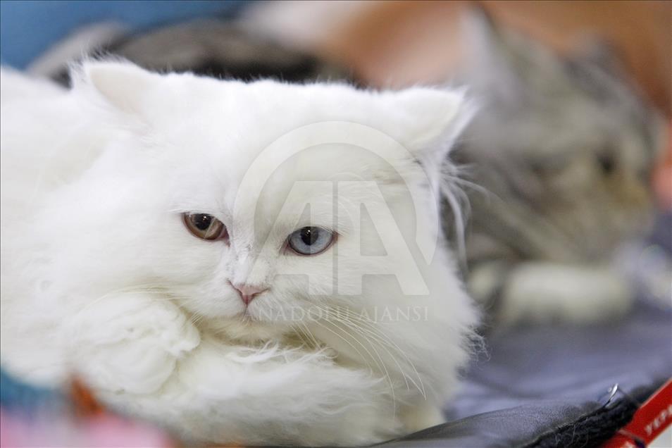 Cat Show in Kiev

