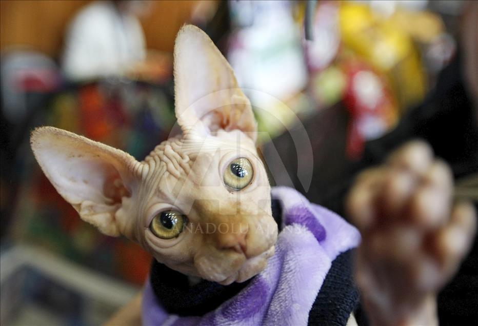 Cat Show in Kiev

