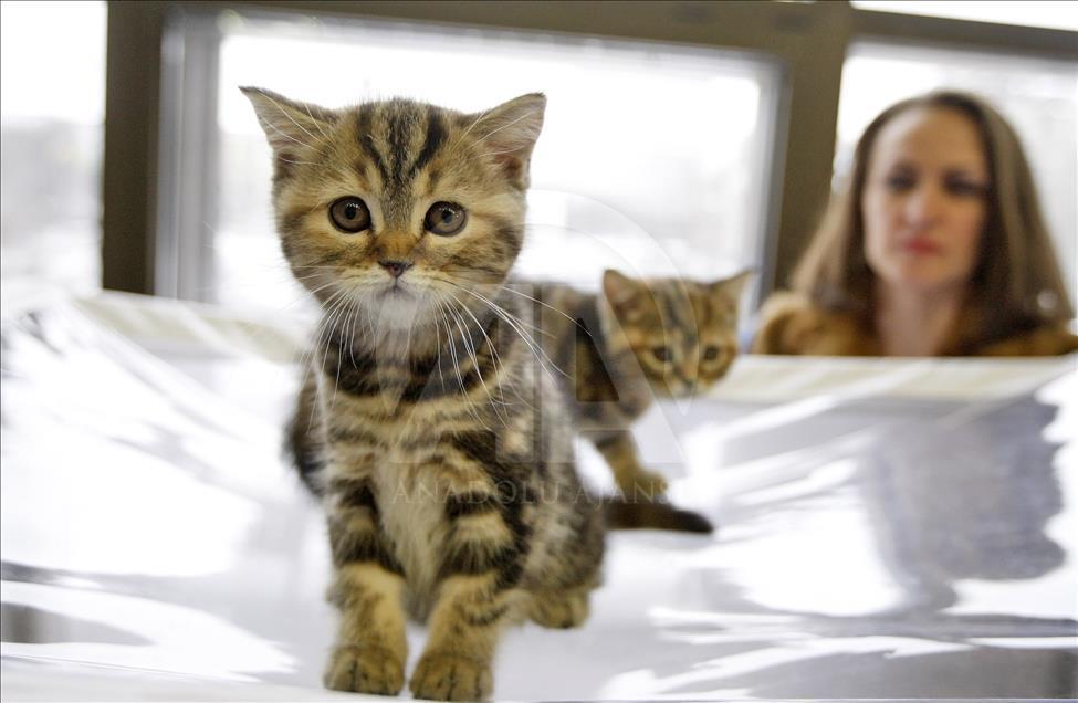 Cat Show in Kiev

