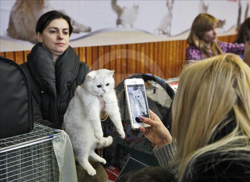 Cat Show in Kiev

