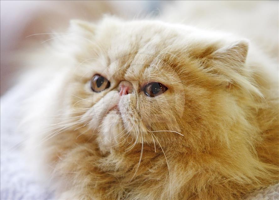 Cat Show in Kiev

