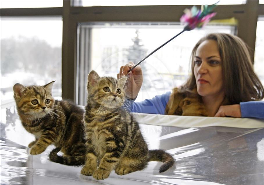 Cat Show in Kiev

