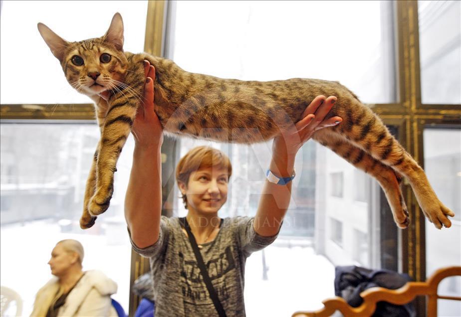 Cat Show in Kiev

