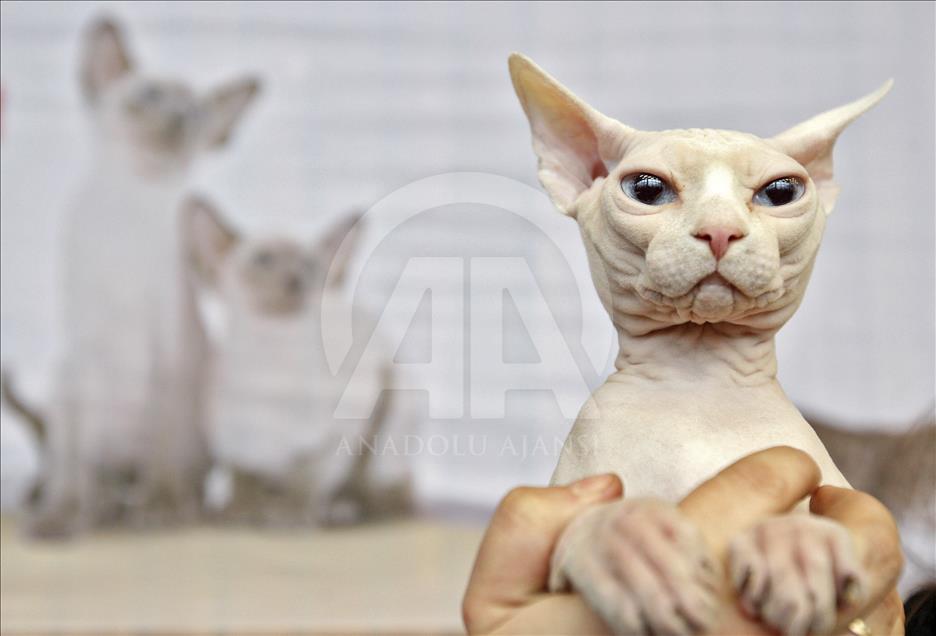 Cat Show in Kiev

