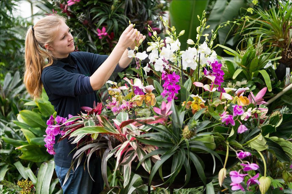 Festivali i orkidesë në Londër, traditë mbi 20 vjeçare