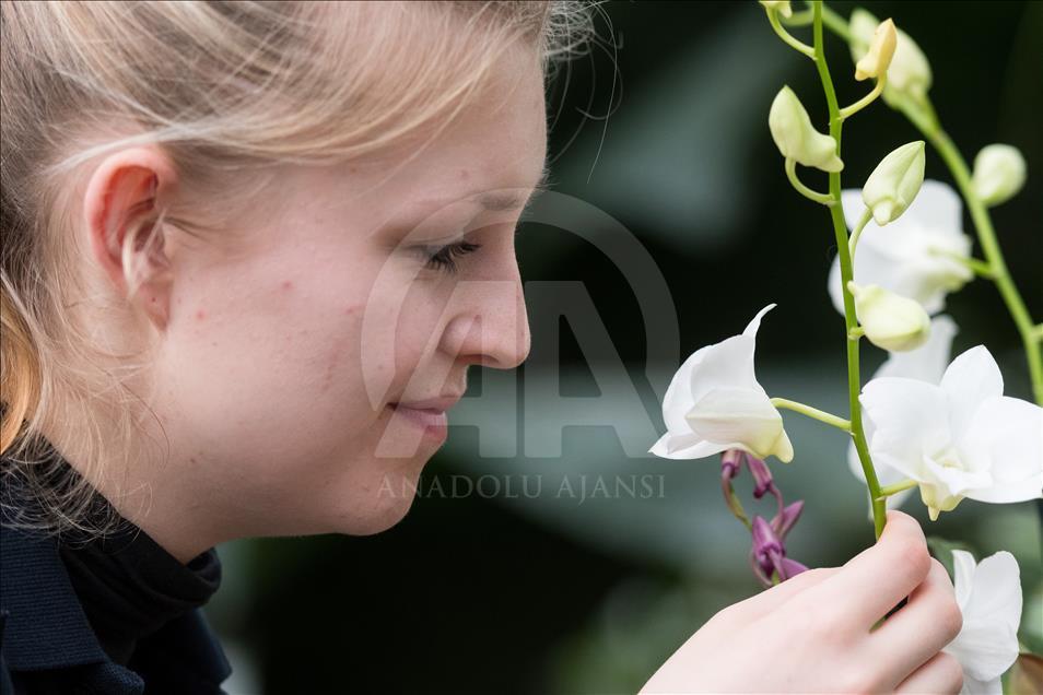 Festivali i orkidesë në Londër, traditë mbi 20 vjeçare