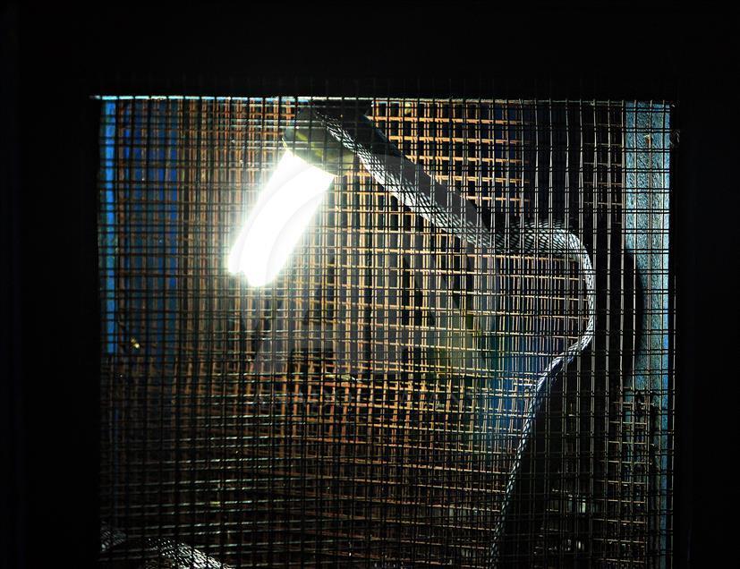 Endonezya’nın "şifalı" kobraları