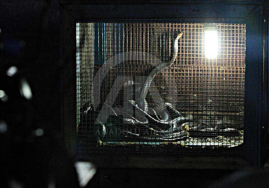 Endonezya’nın "şifalı" kobraları