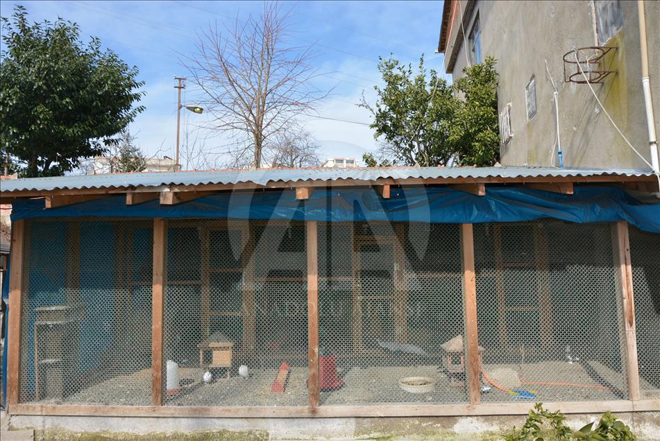 Evinin bahçesinde 400 kanatlı hayvan besliyor