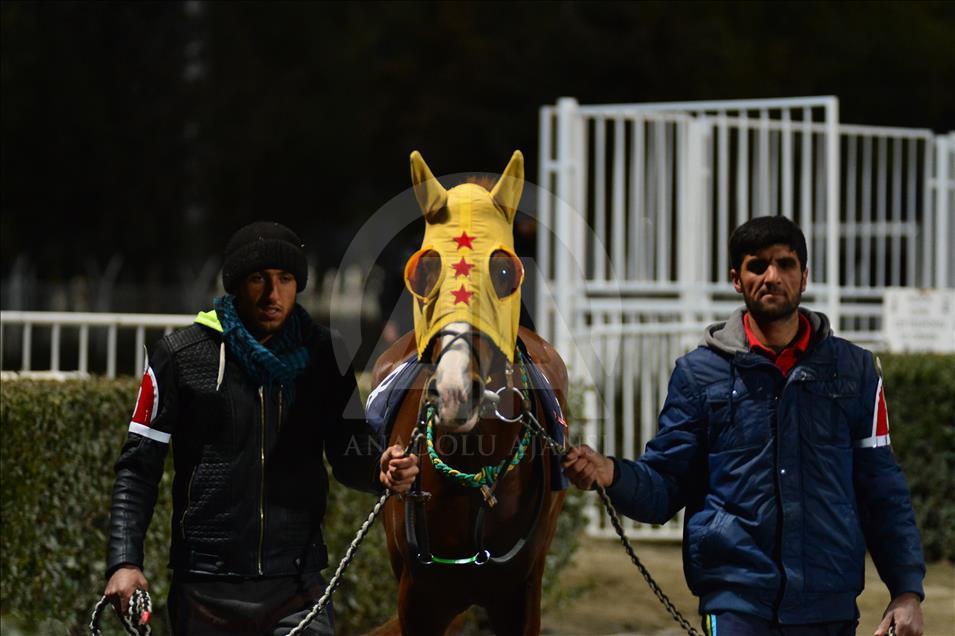 Türkiye'de atçılık "dört nala" ilerliyor