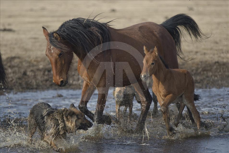 Kuajt e egër në Anadoll, atraksion për fotografët e mbarë botës