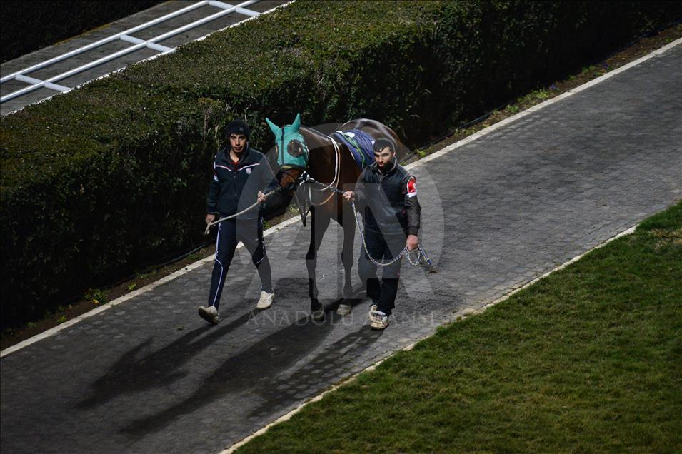 Türkiye'de atçılık "dört nala" ilerliyor