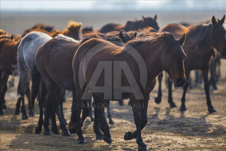 Kuajt e egër në Anadoll, atraksion për fotografët e mbarë botës