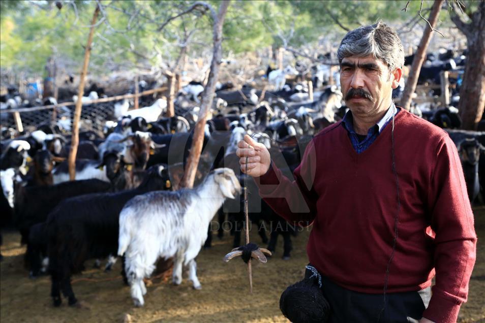 Yörüklerin "oğlak" besleme telaşı
