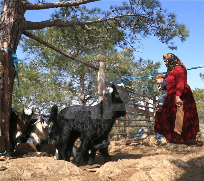 Yörüklerin "oğlak" besleme telaşı