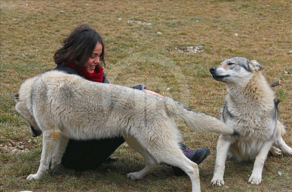 Neobični kućni ljubimci: Porodica iz Tetova živi s pripitomljenim vukovima