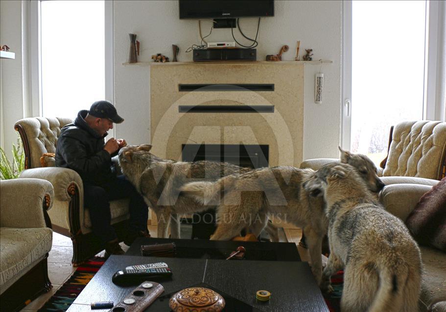 Neobični kućni ljubimci: Porodica iz Tetova živi s pripitomljenim vukovima