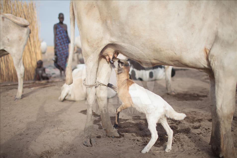 Güney Sudan'daki Mundari Kabilesi