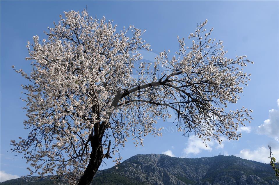 درختان میوه در آنتالیا شکوفه دادند