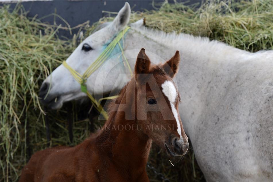 Şampiyon atların yetiştirildiği Sultansuyu'nda tay heyecanı