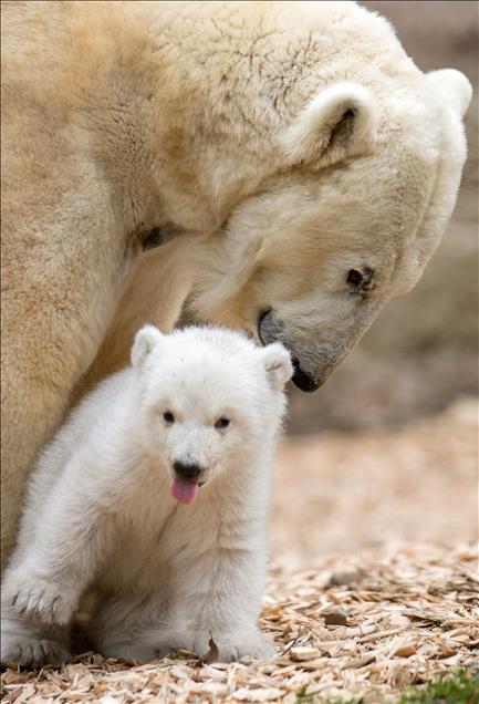 Polar Bear Baby at Munich Zoo