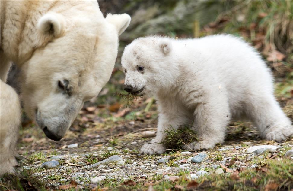 Polar Bear Baby at Munich Zoo