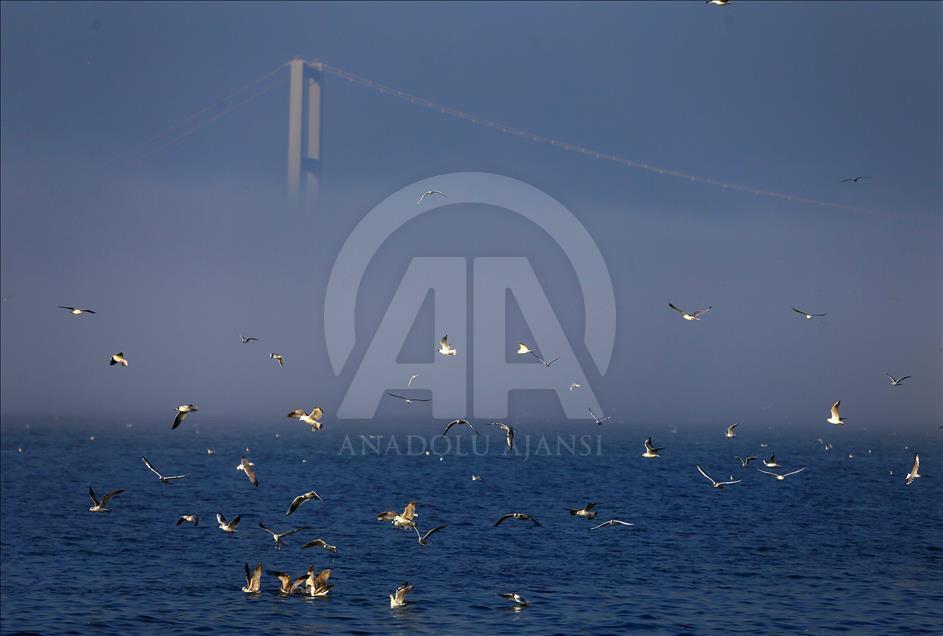 İstanbul'da Sis