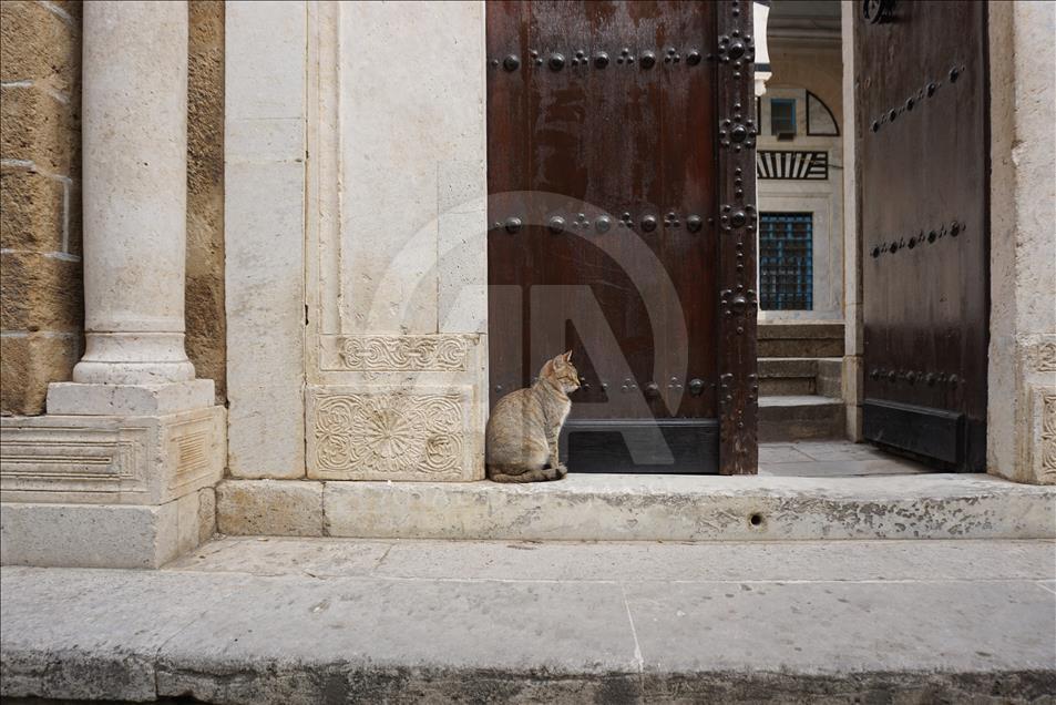 Çölde gül yetiştiren ülke: Tunus