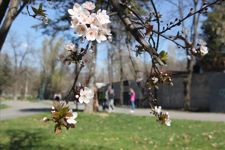 Mot me diell në ditën e parë të pranverës në Maqedoni
