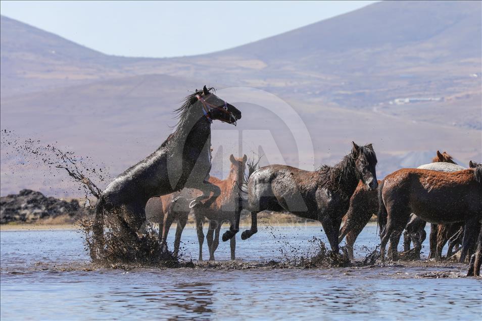 Horses at the Foothills of Kayseri's Erciyes Mountain