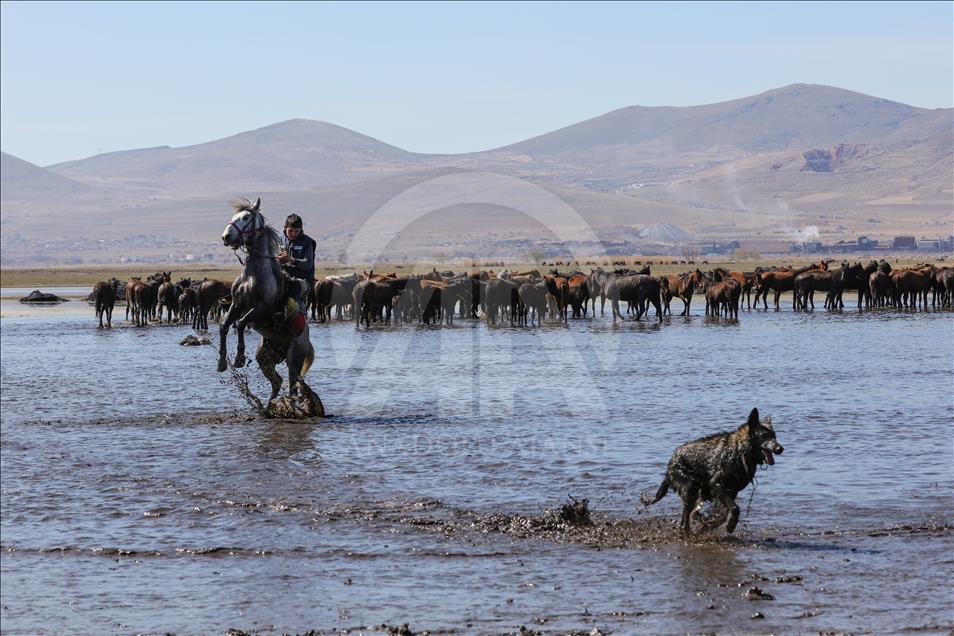 Horses at the Foothills of Kayseri's Erciyes Mountain
