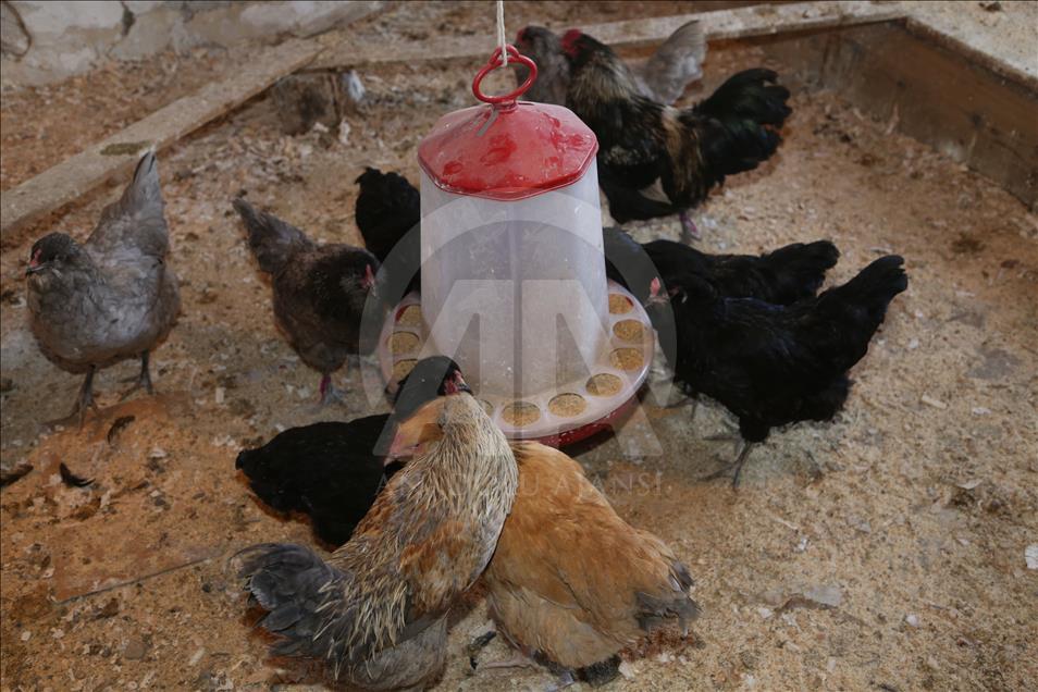 Mavi yumurta isteyene 2 ay sonraya gün veriyor