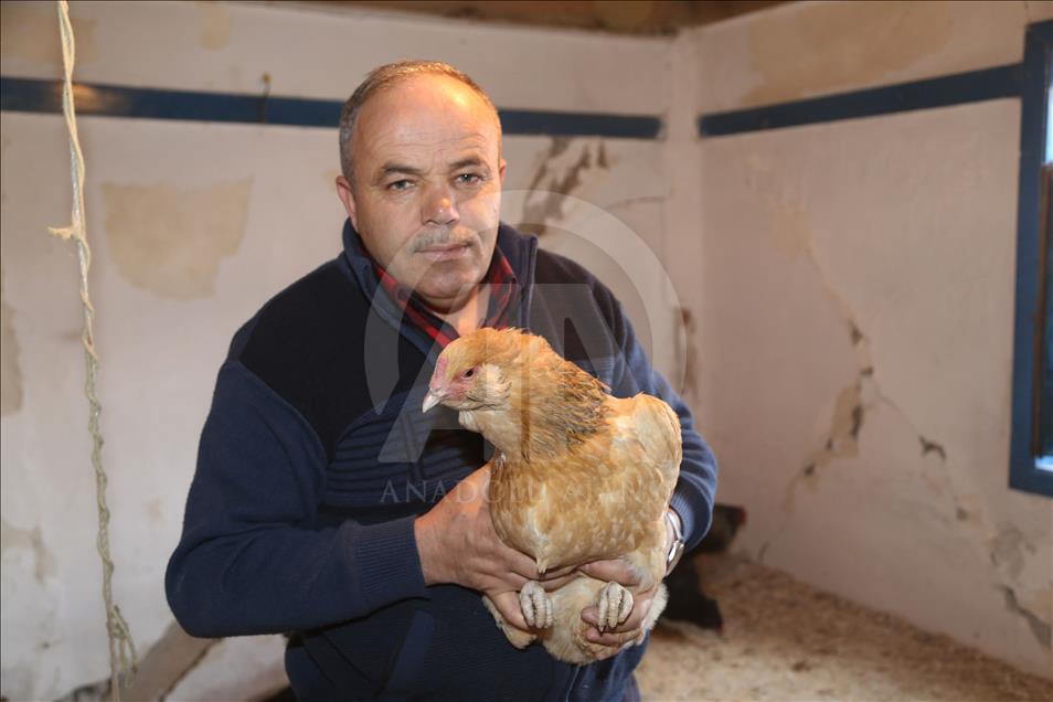 Mavi yumurta isteyene 2 ay sonraya gün veriyor