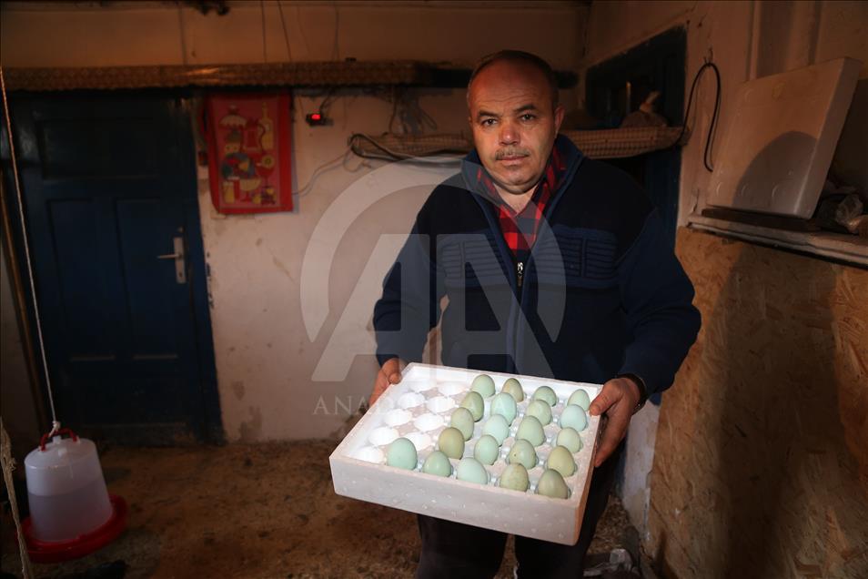 Mavi yumurta isteyene 2 ay sonraya gün veriyor