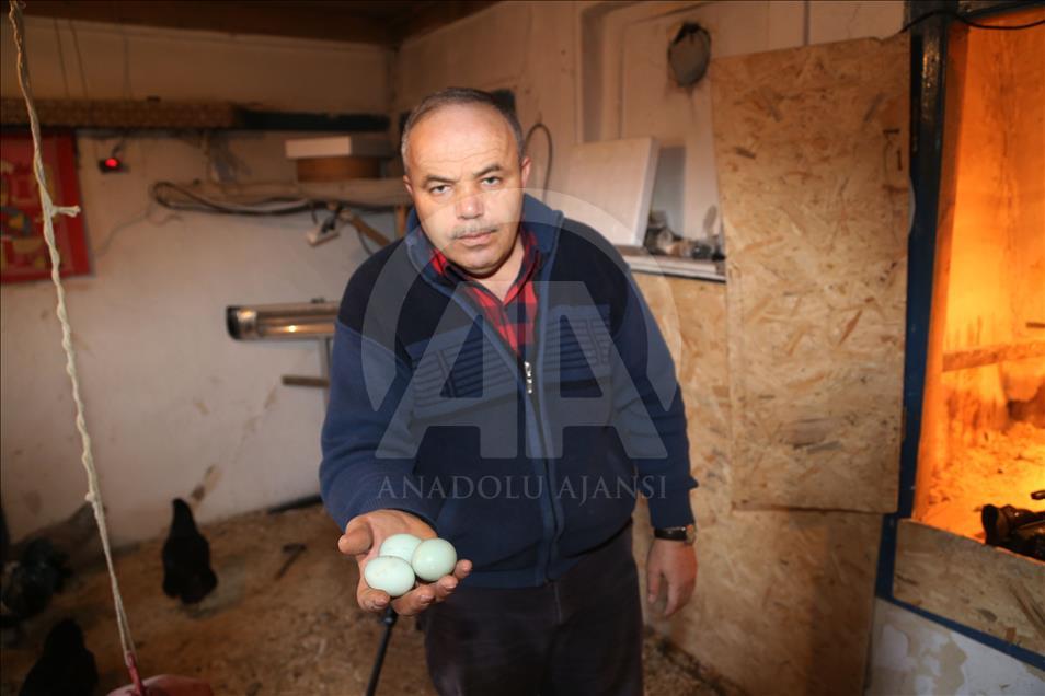 Mavi yumurta isteyene 2 ay sonraya gün veriyor